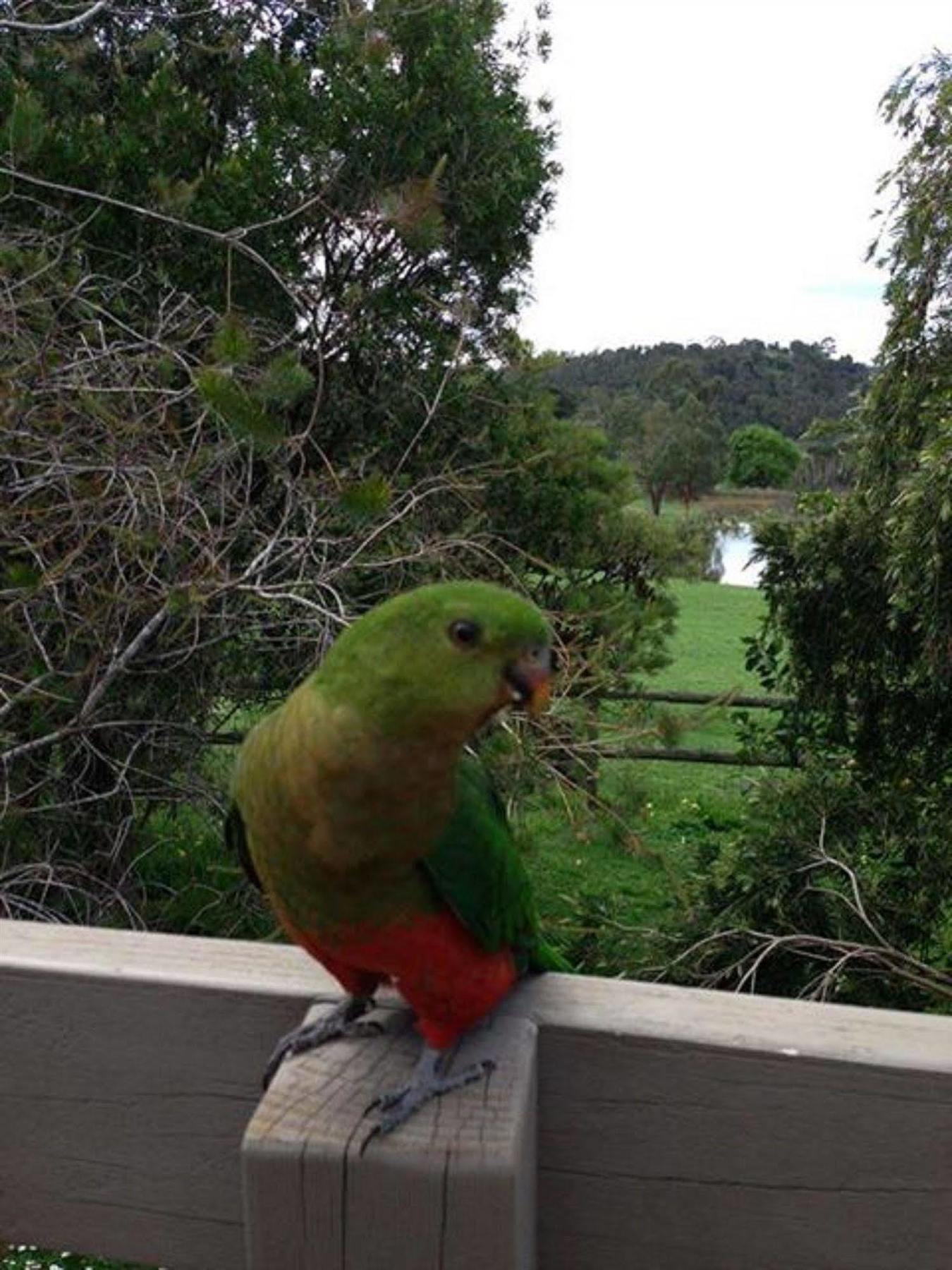 Australian Home Away @ Wonga Park Brushy Creek Экстерьер фото